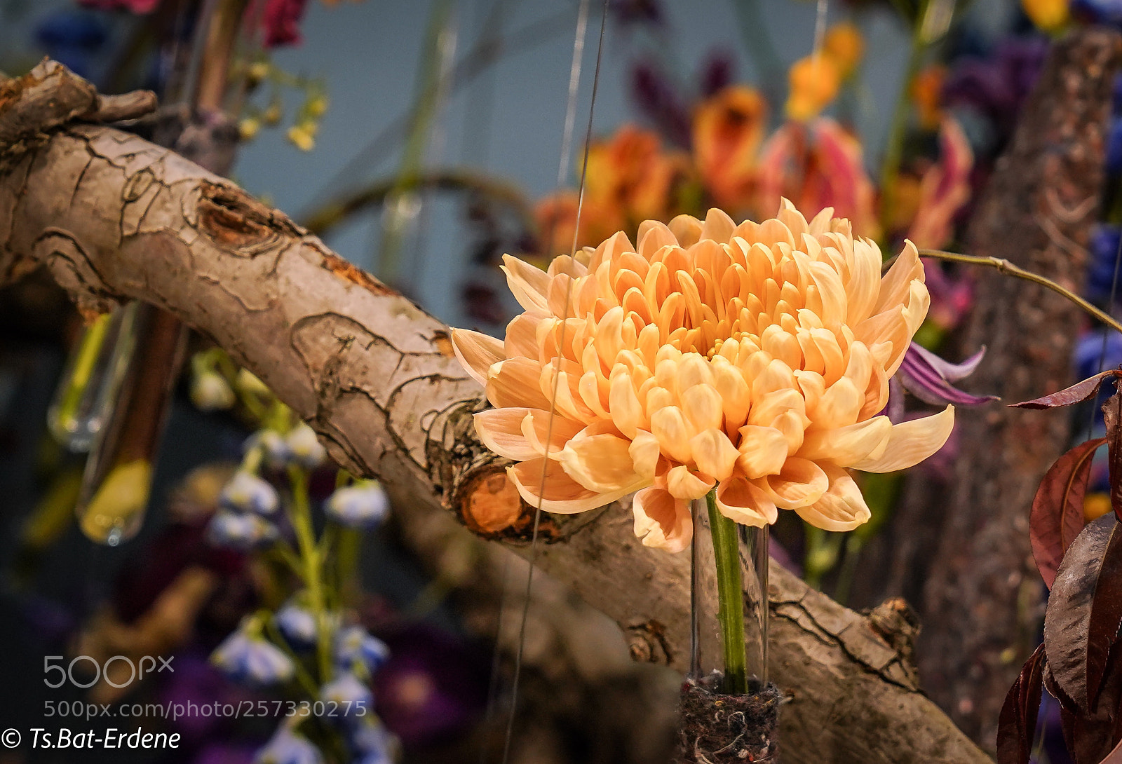 Sony a7R III sample photo. Lovely photography