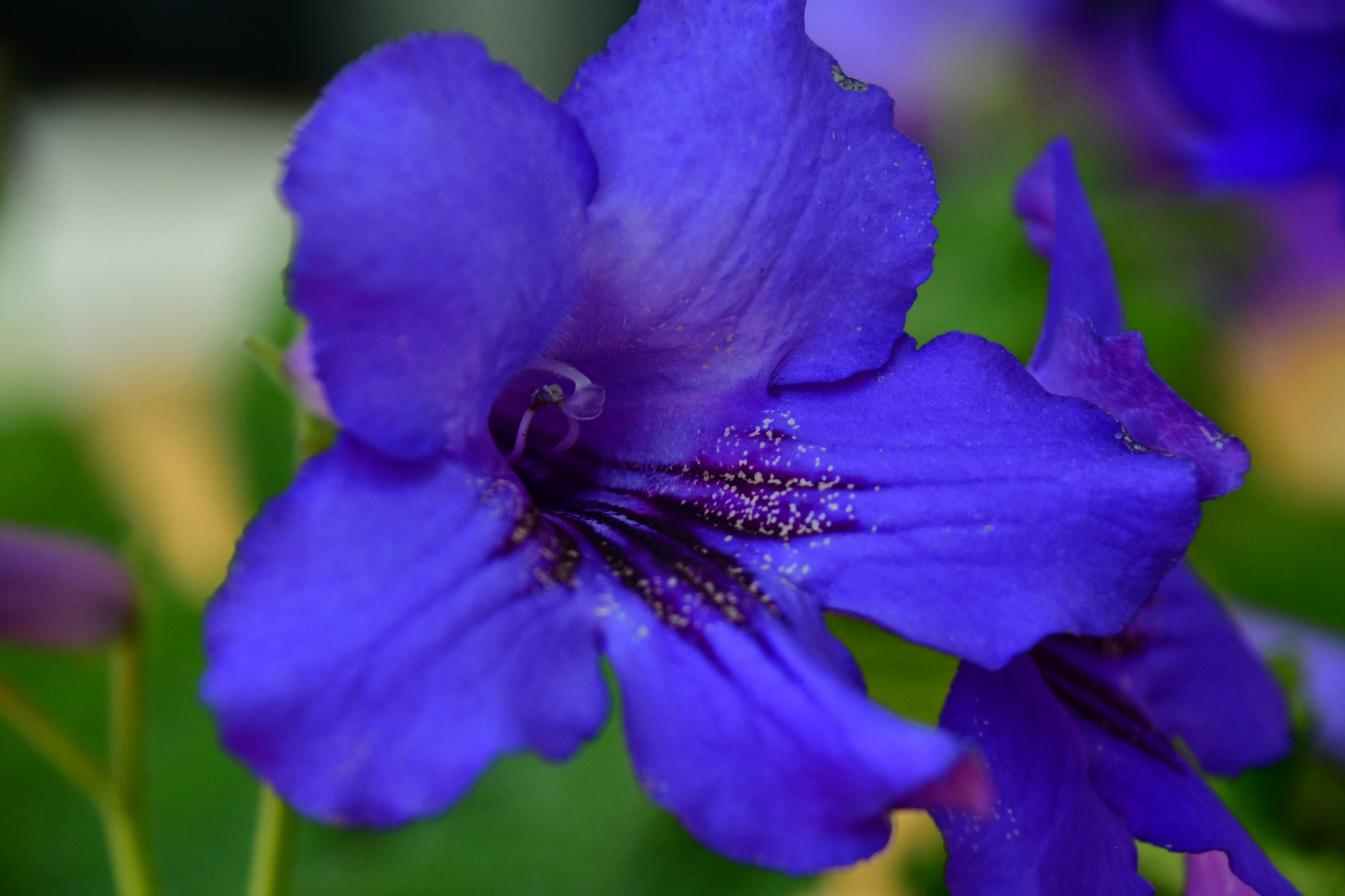 Nikon AF-S DX Nikkor 18-300mm F3.5-6.3G ED VR sample photo. Blue flower  photography