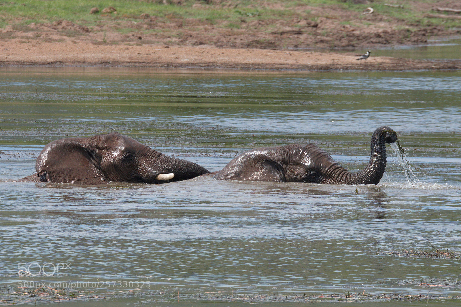 Nikon D500 sample photo. Elephants in the swim! photography