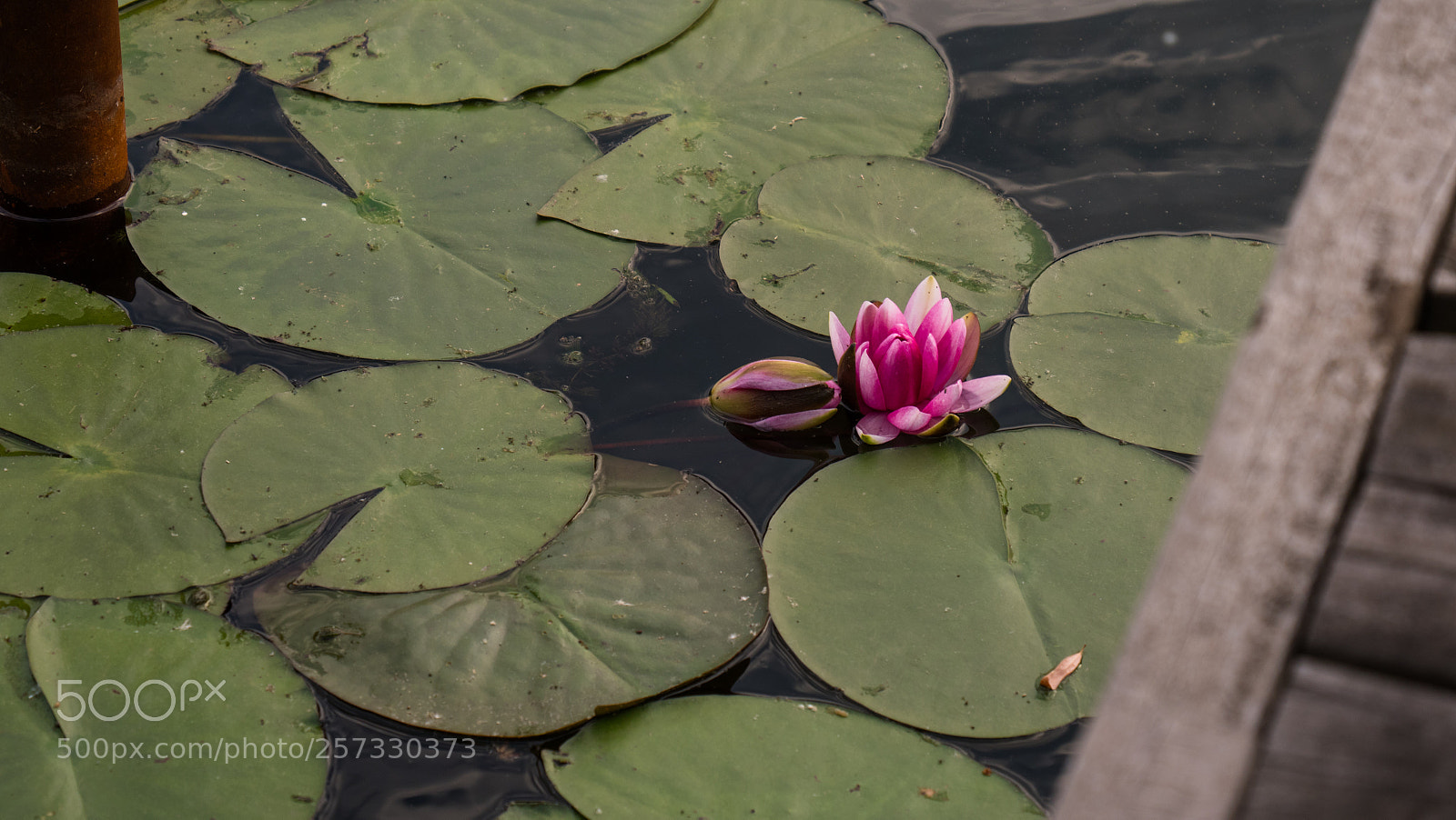Panasonic Lumix DC-GH5 sample photo. Untitled photography