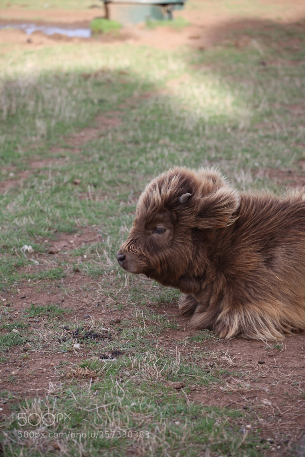 Canon EOS 5D Mark II sample photo. Highland calf photography
