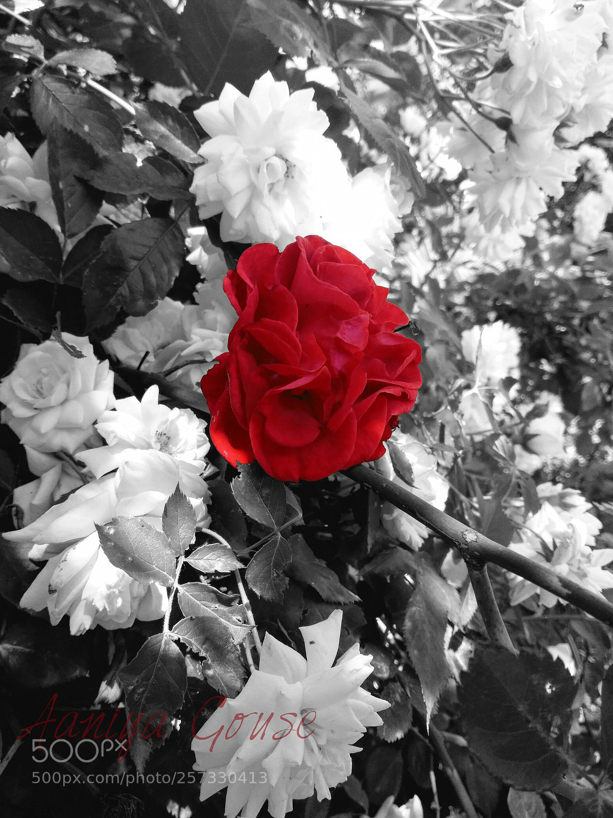 Xiaomi Redmi 3S sample photo. Stand out! photography