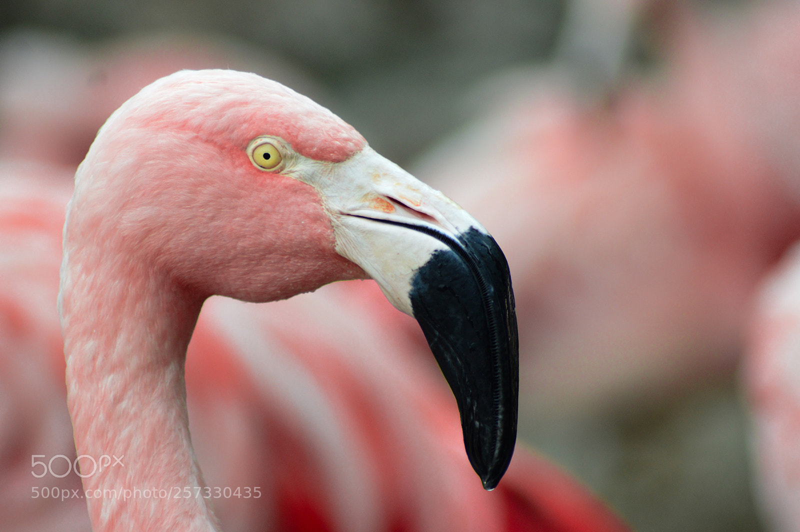 Nikon D3200 sample photo. Retratos a animales. photography