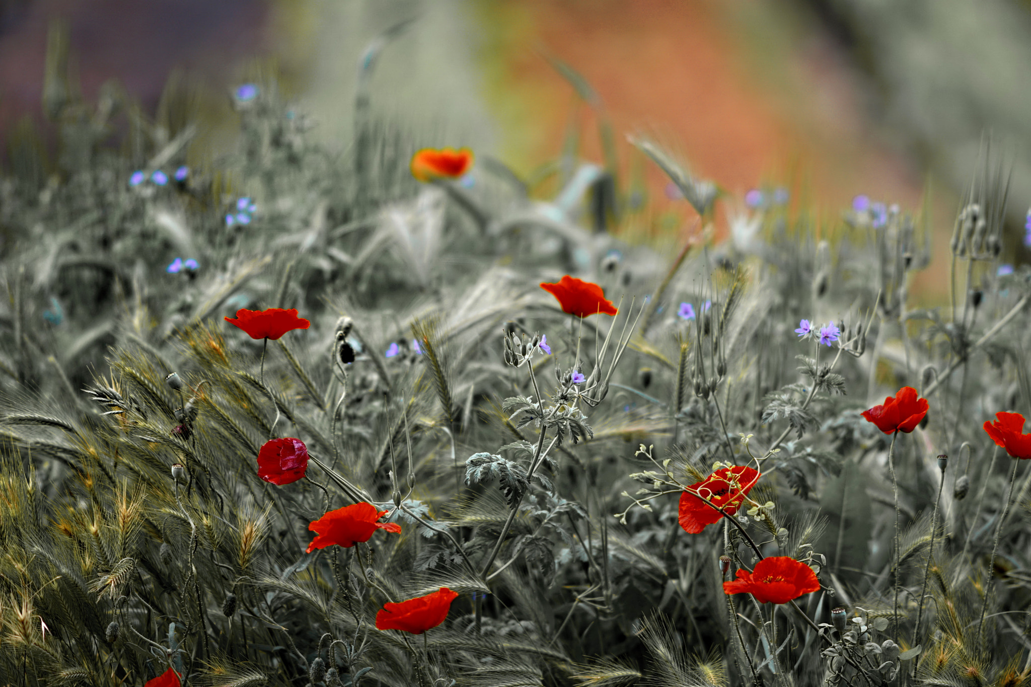 Sony Sonnar T* 135mm F1.8 ZA sample photo. Lmicrolandscape photography