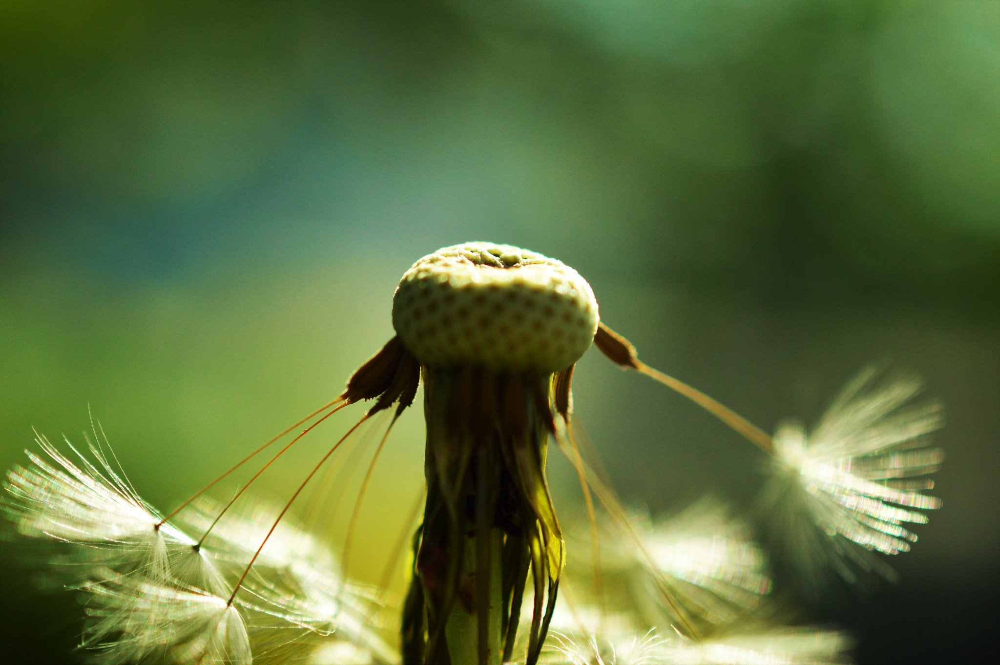 Nikon AF-S DX Micro Nikkor 40mm F2.8 sample photo. Majestic dandelion photography