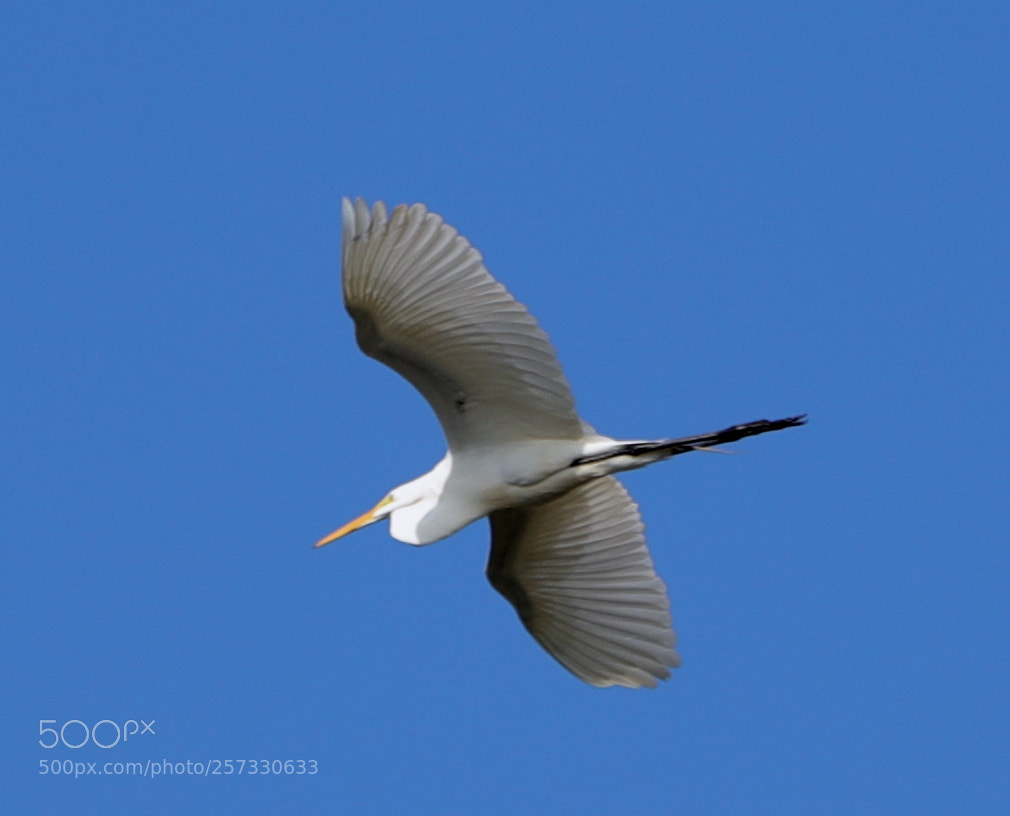 Canon EOS-1D X Mark II sample photo. 05-10-18-0016954.jpg photography