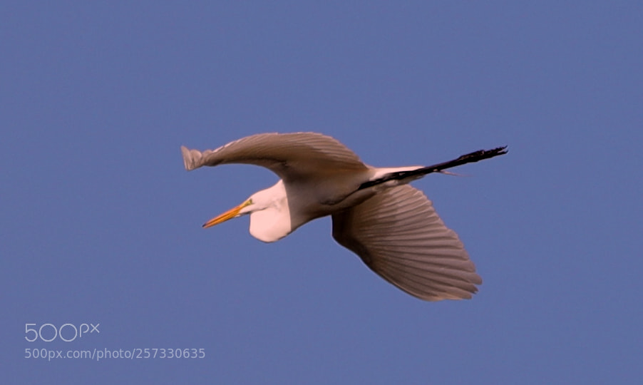 Canon EOS-1D X Mark II sample photo. 05-10-18-0016953.jpg photography