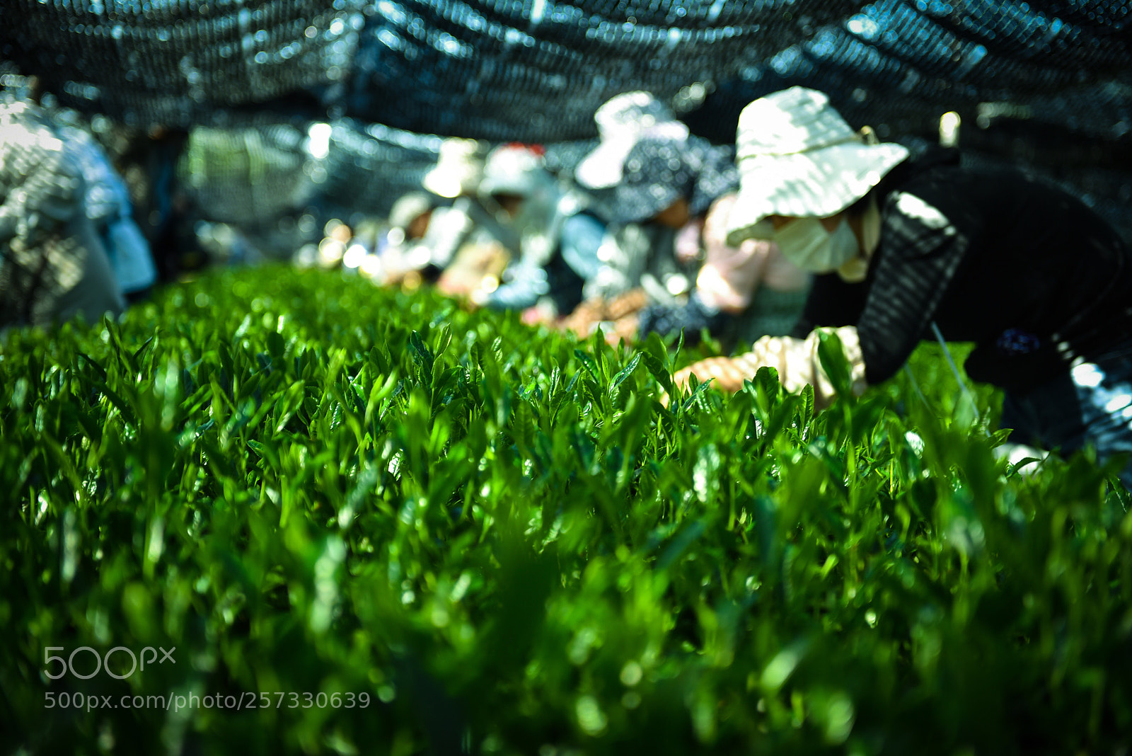 Nikon D750 sample photo. Untitled photography