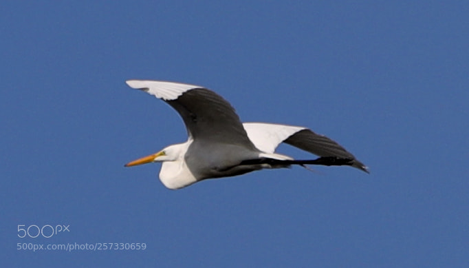 Canon EOS-1D X Mark II sample photo. 05-10-18-0016951.jpg photography