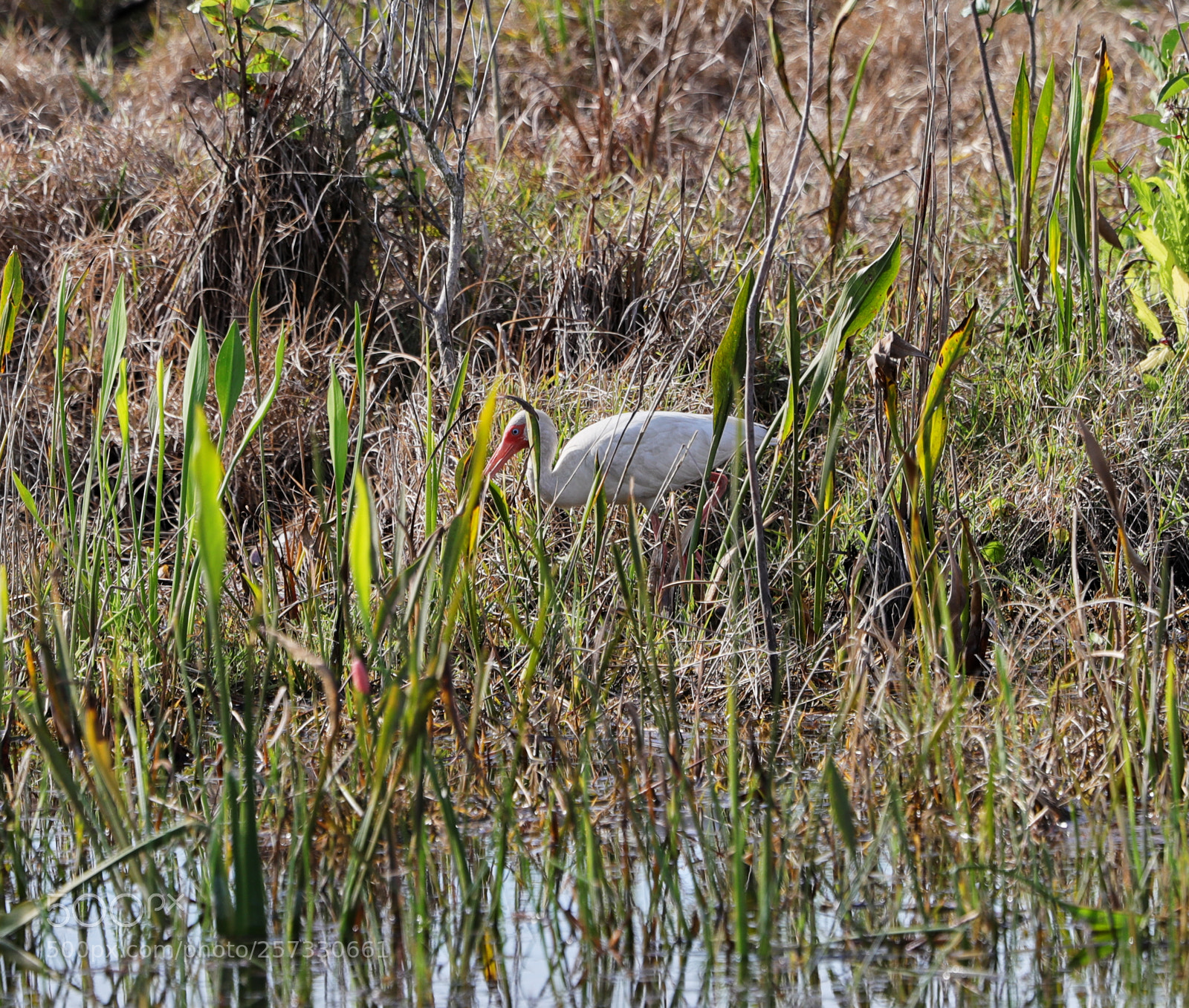 Canon EOS-1D X Mark II sample photo. 05-10-18-0016947 1.jpg photography