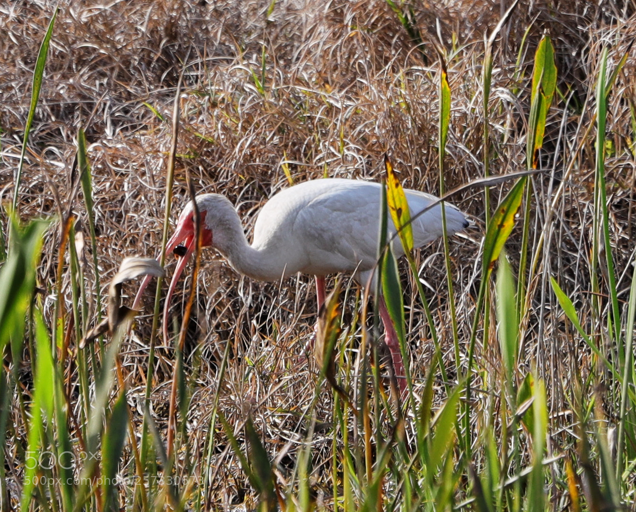 Canon EOS-1D X Mark II sample photo. 05-10-18-0016943.jpg photography