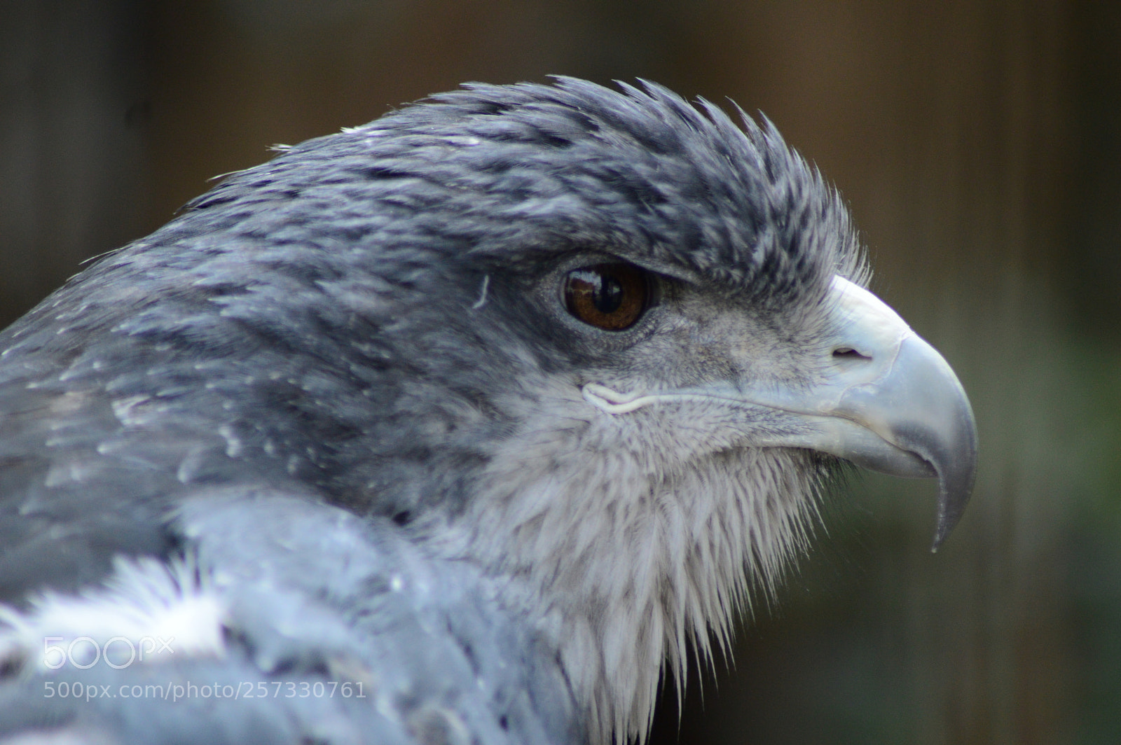 Nikon D3200 sample photo. Fotografia animal photography