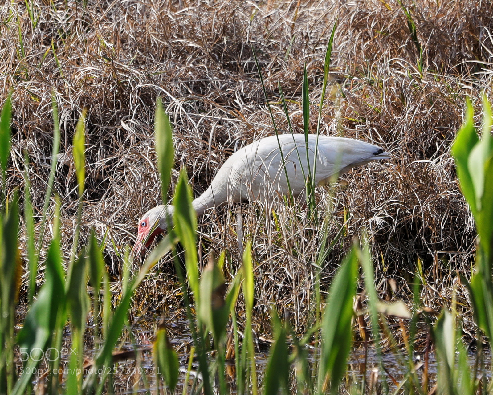Canon EOS-1D X Mark II sample photo. 05-10-18-0016934.jpg photography