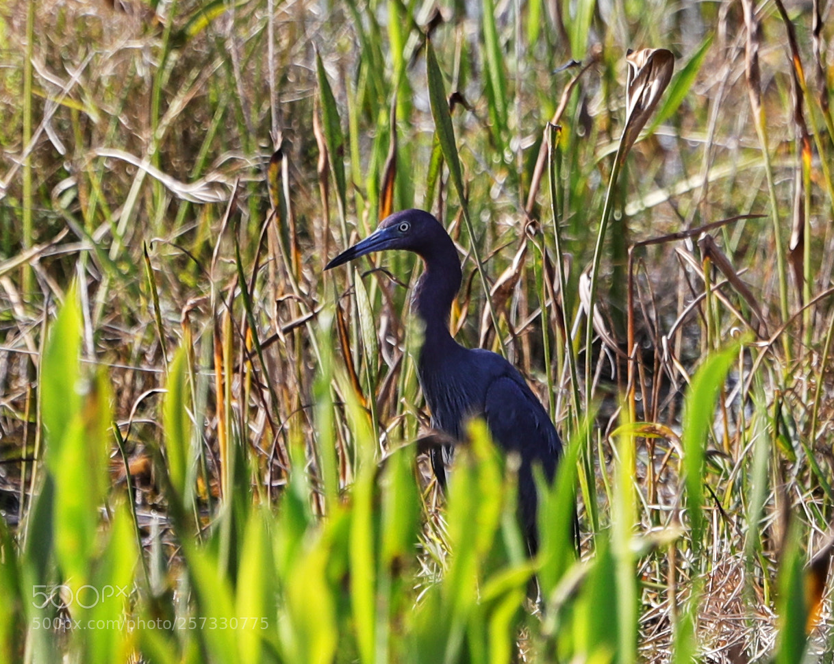 Canon EOS-1D X Mark II sample photo. 05-10-18-0016932.jpg photography