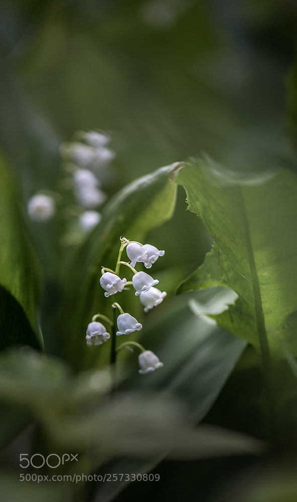 Nikon D600 sample photo. Белое движение photography