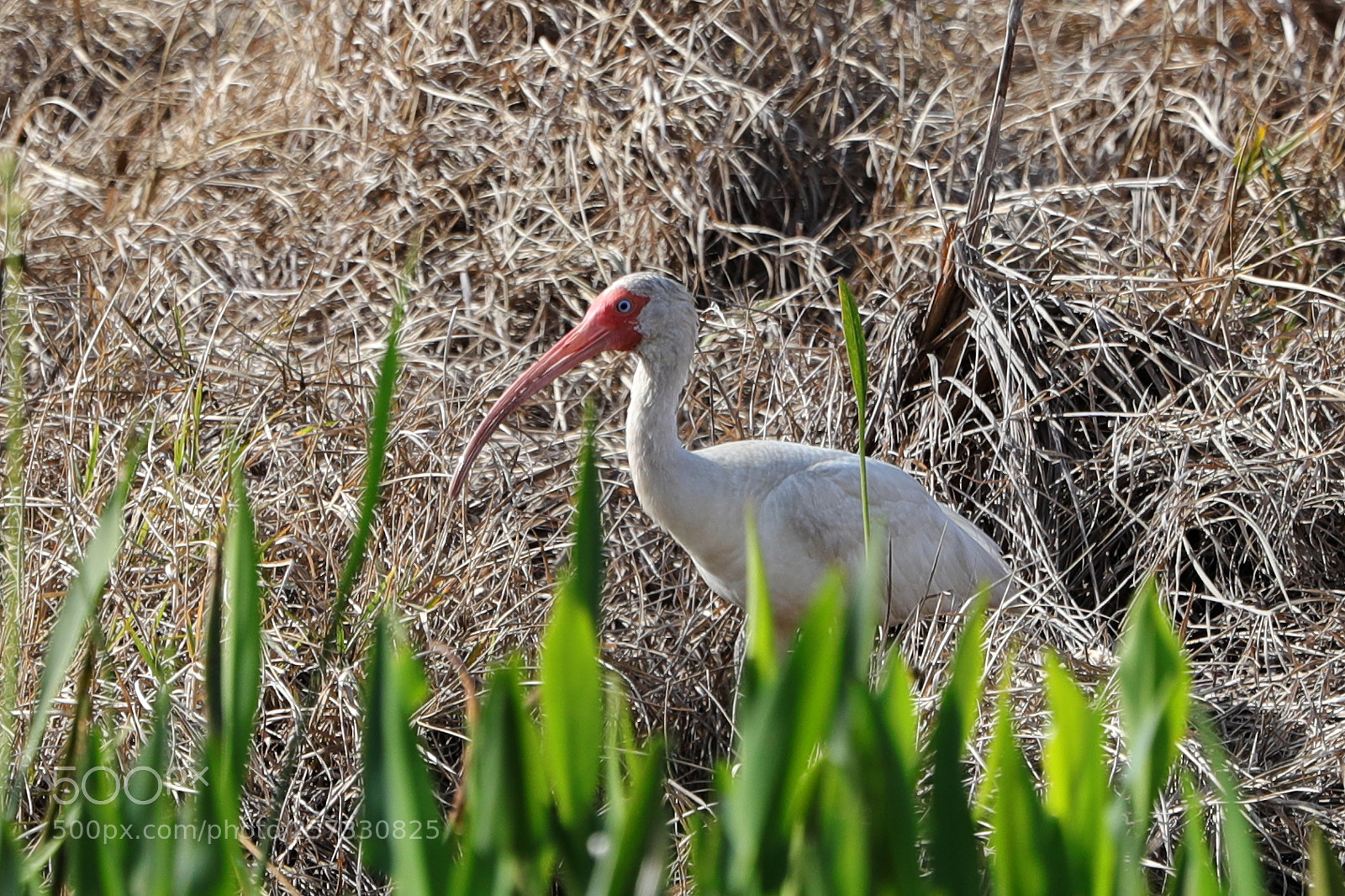 Canon EOS-1D X Mark II sample photo. 05-10-18-0016930.jpg photography