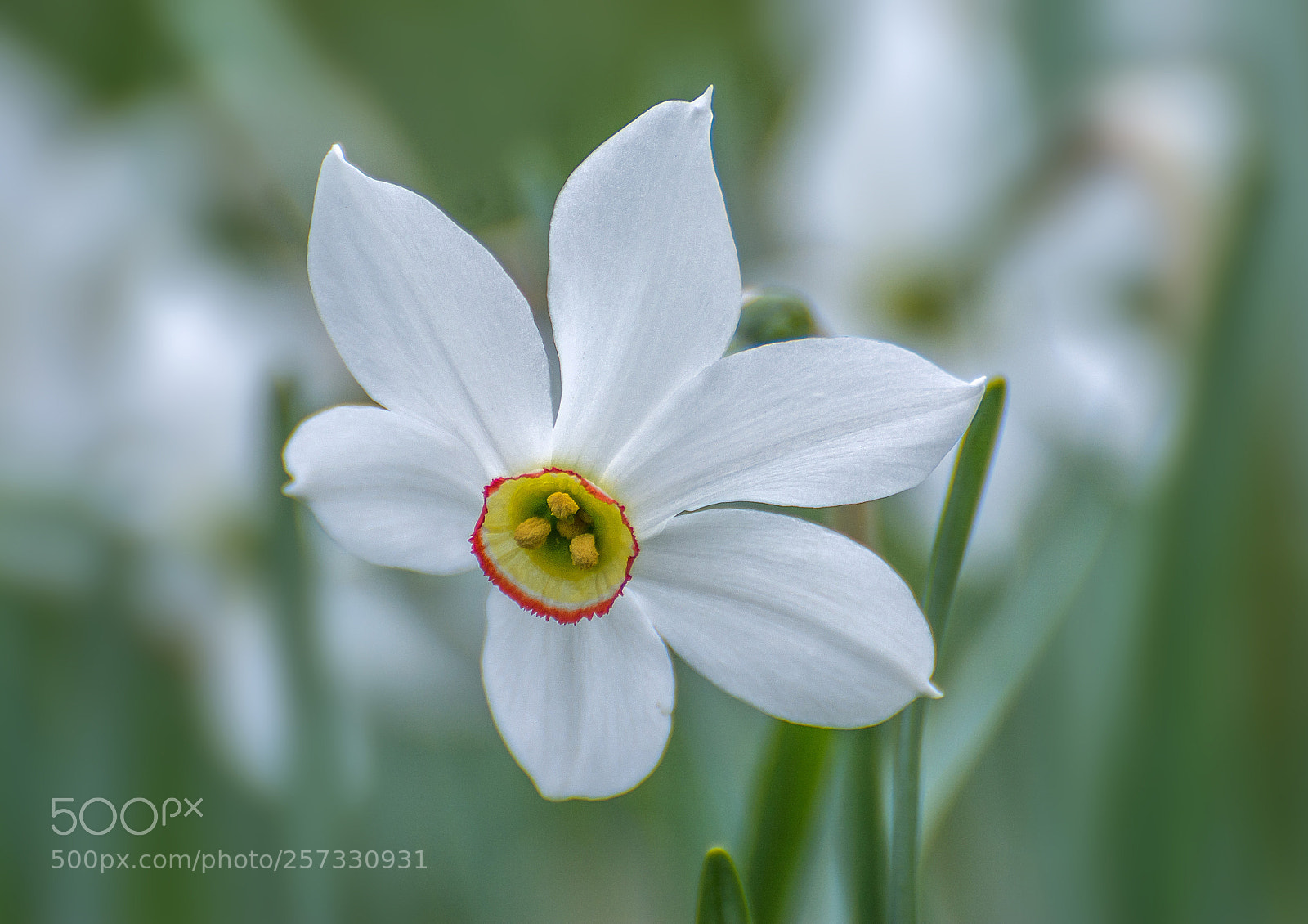 Nikon D7100 sample photo. Berg-narzisse (narcissus radiiflorus) photography