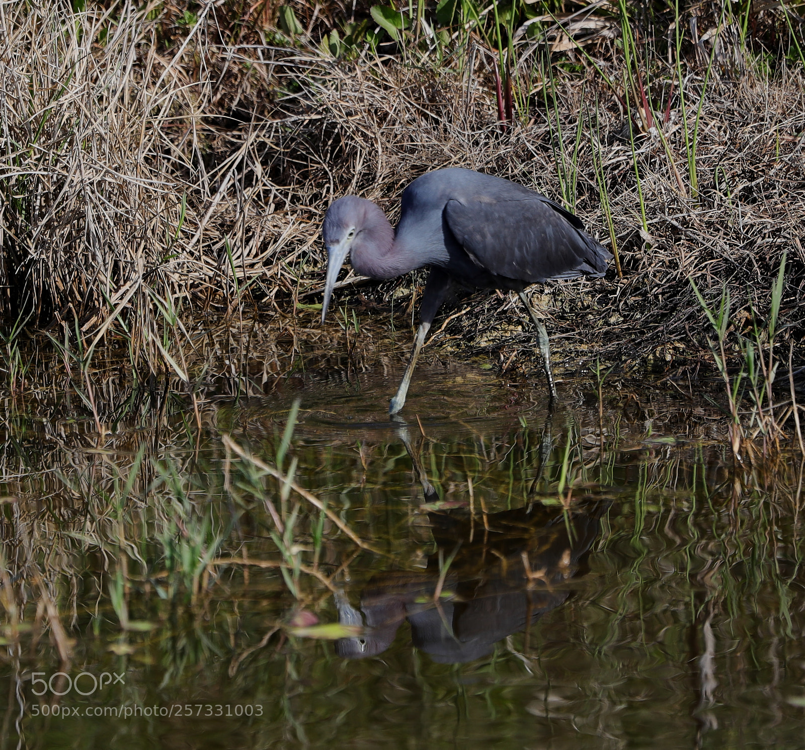 Canon EOS-1D X Mark II sample photo. 05-10-18-0016925.jpg photography