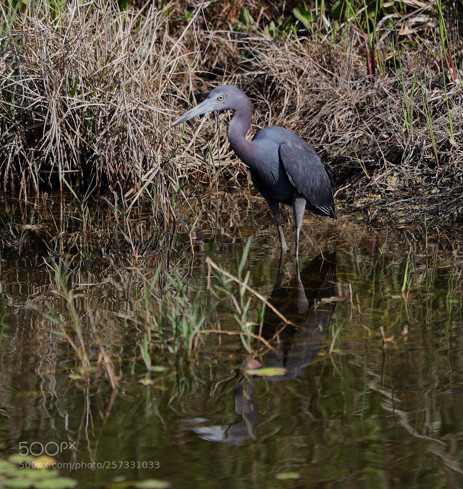 Canon EOS-1D X Mark II sample photo. 05-10-18-0016922.jpg photography