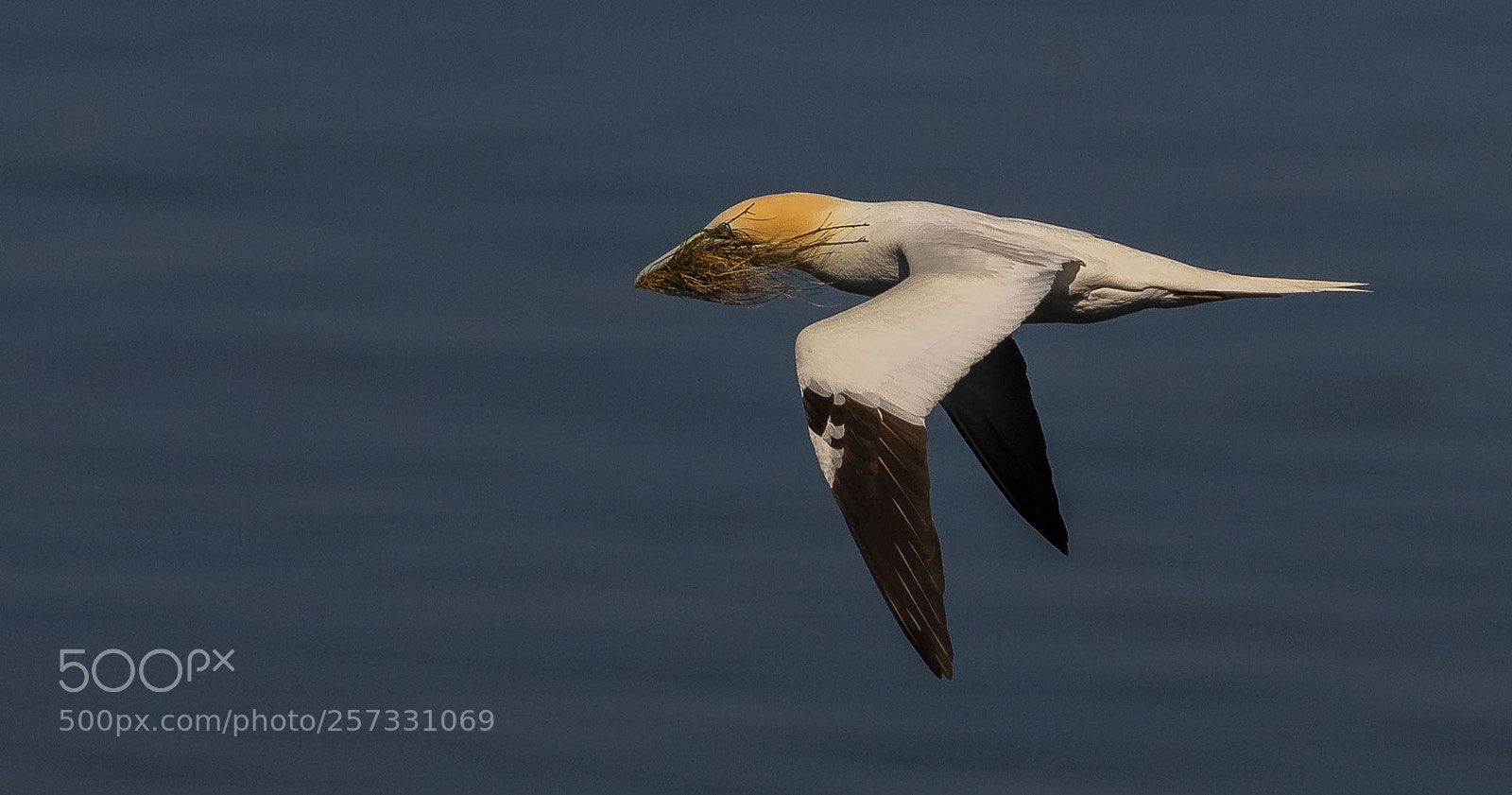Canon EOS 7D Mark II sample photo. Gannet photography