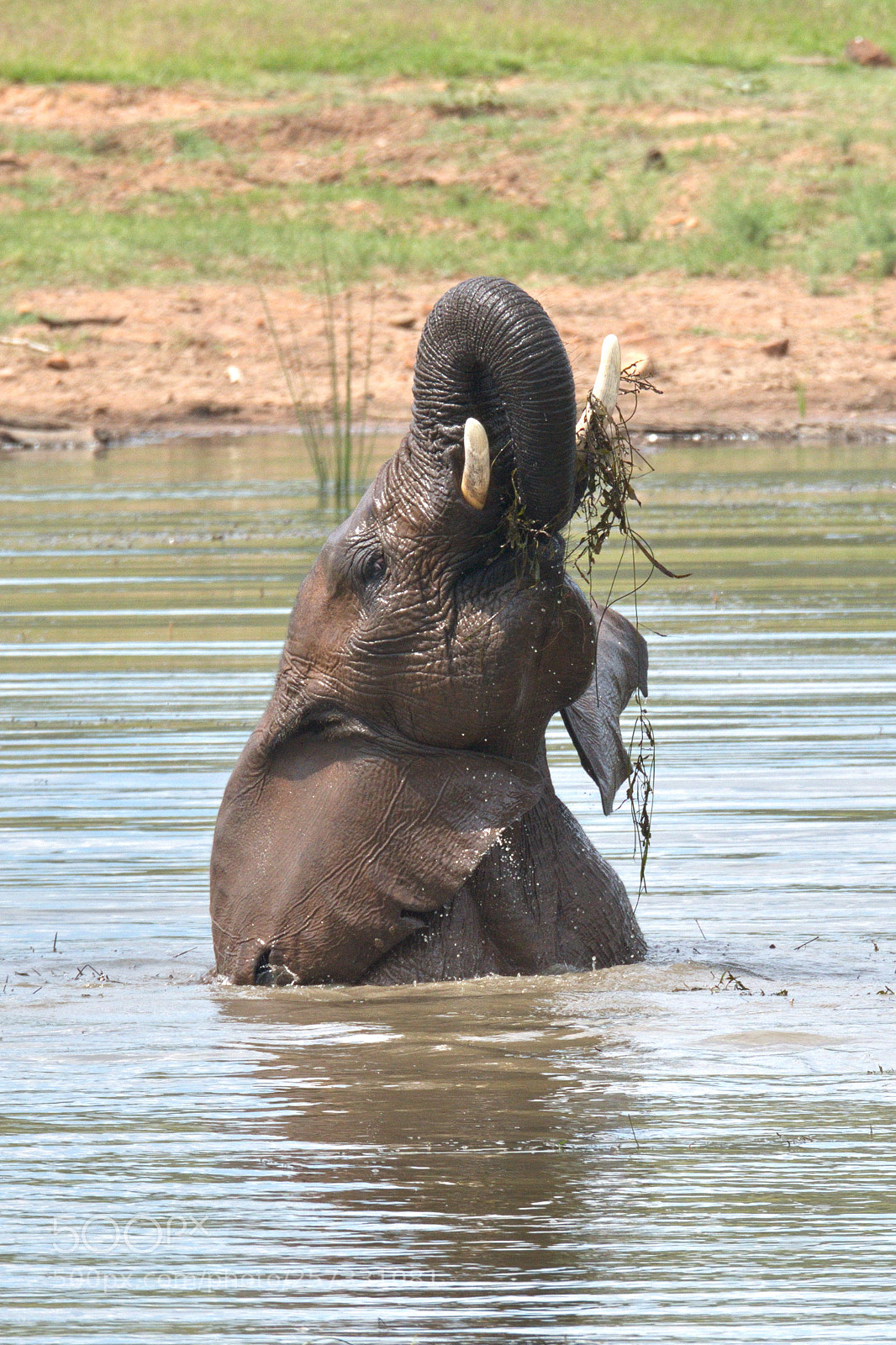 Nikon D500 sample photo. Happy elephant! photography