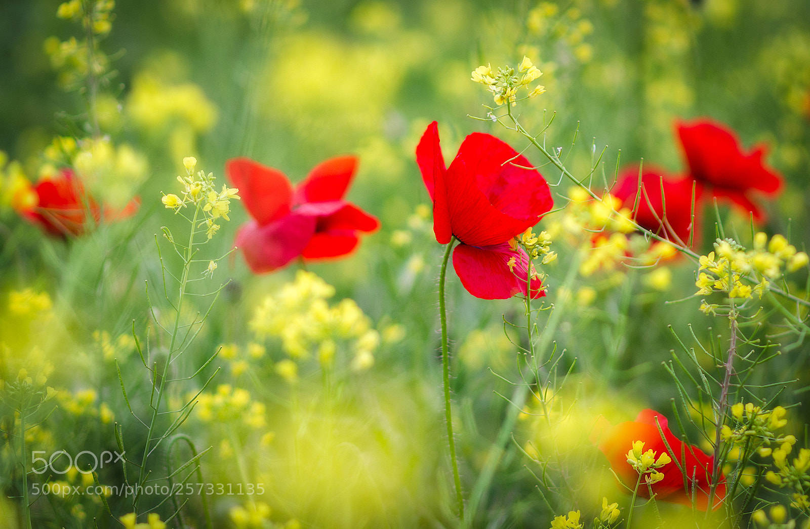 Nikon D5100 sample photo. Amapolas photography