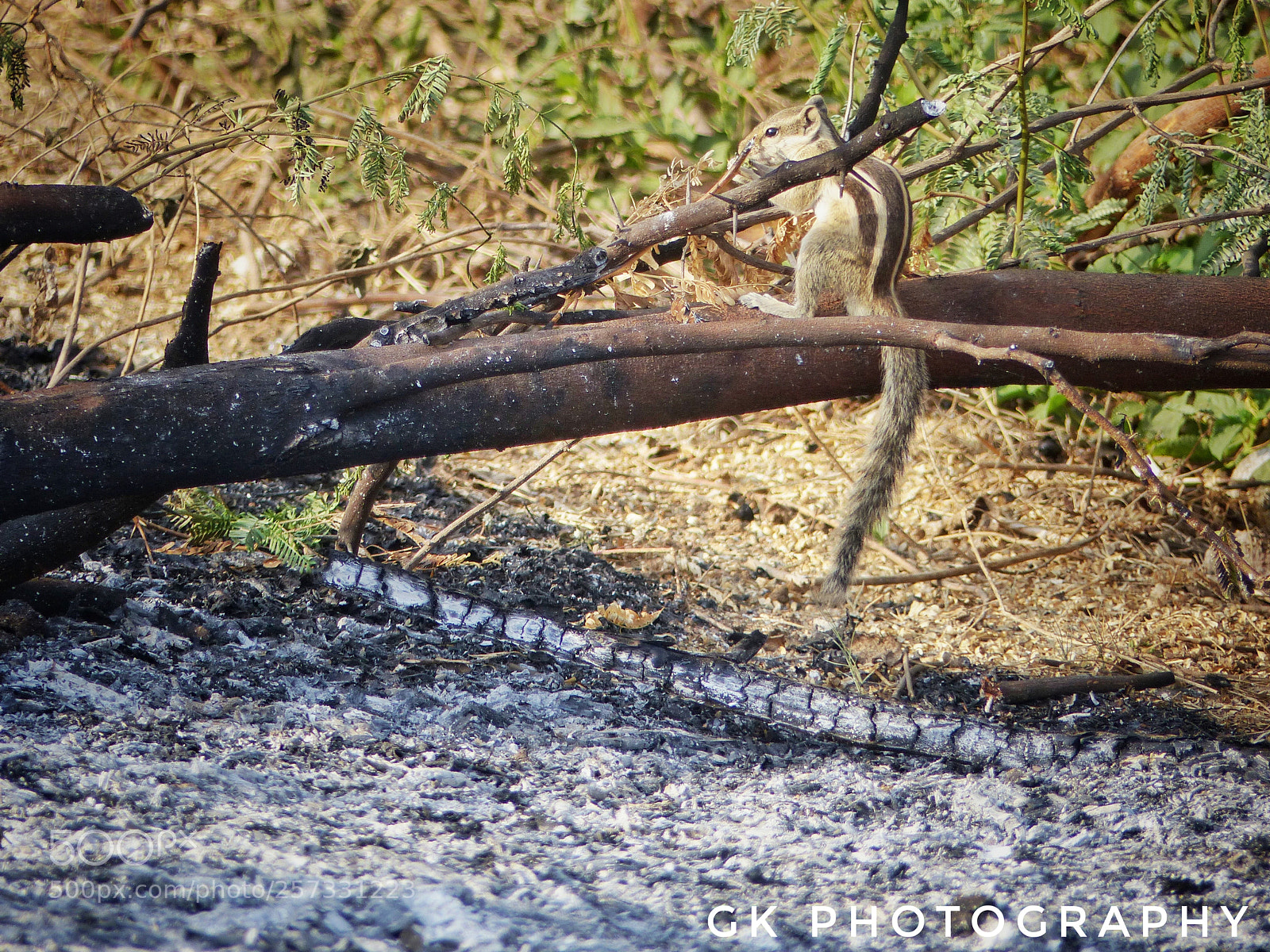 Panasonic Lumix DMC-FZ200 sample photo. Squirrel photography
