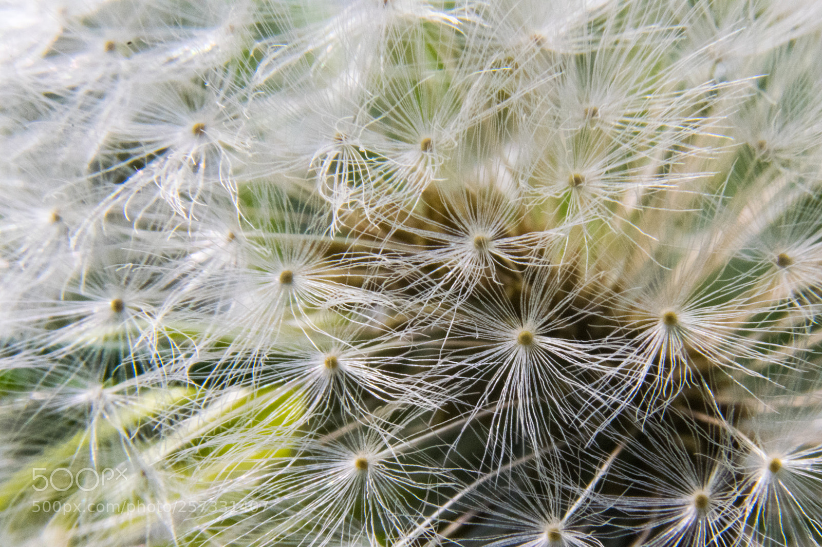 Nikon D3300 sample photo. Blowball photography