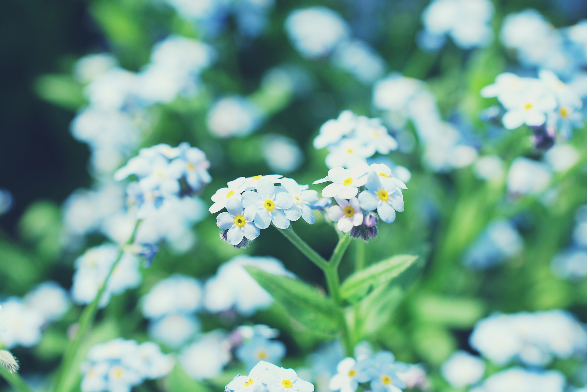 Nikon AF-S DX Micro Nikkor 40mm F2.8 sample photo. Blue photography