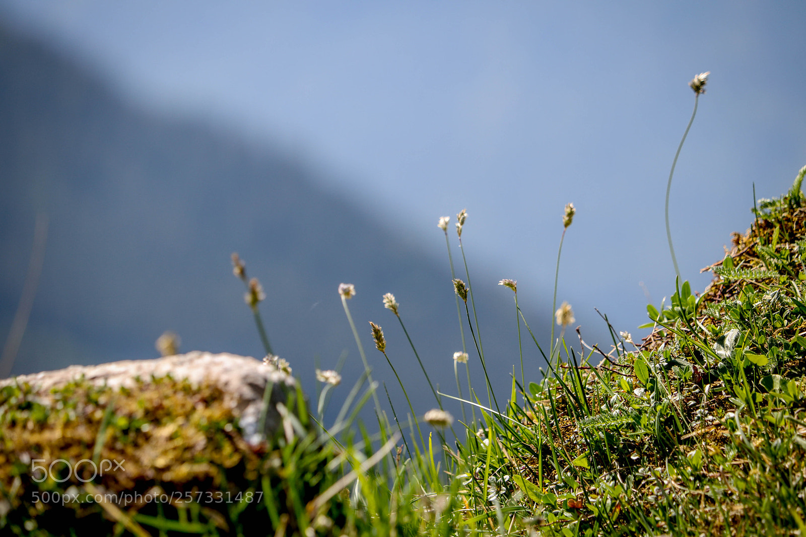 Canon EOS 750D (EOS Rebel T6i / EOS Kiss X8i) sample photo. Lustige gräser... photography