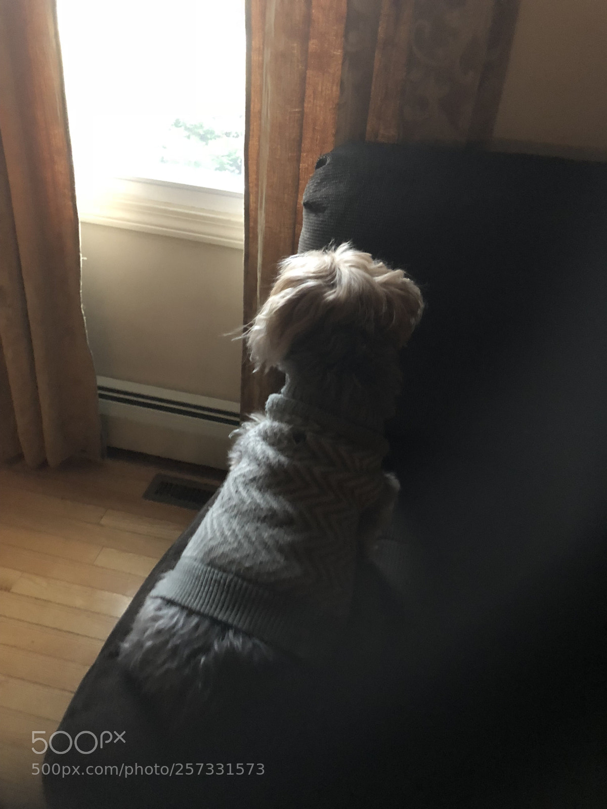 Apple iPhone 8 Plus sample photo. Morkie photography