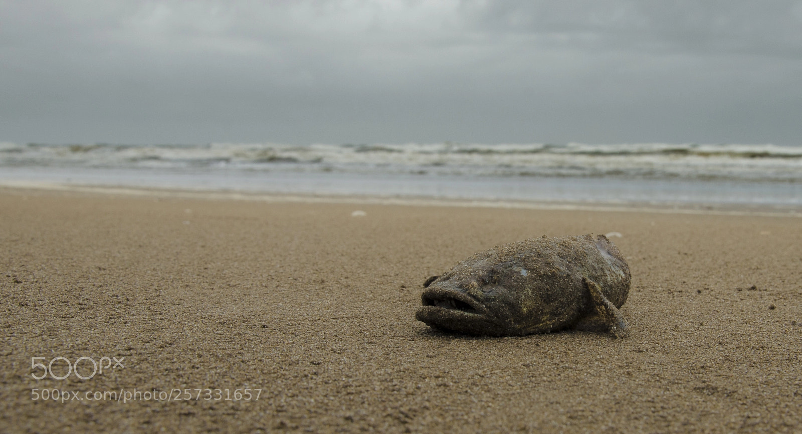Nikon D5100 sample photo. Death photography