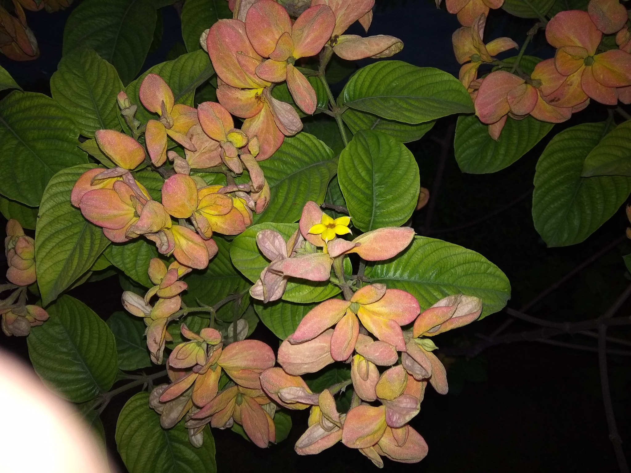 Xiaomi Redmi Note 5A sample photo
