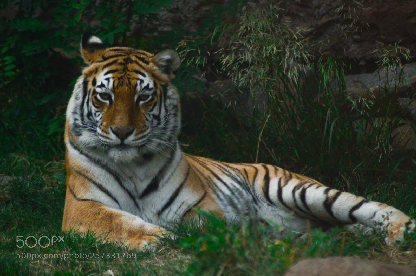 Nikon D3200 sample photo. Rey de la jungla photography