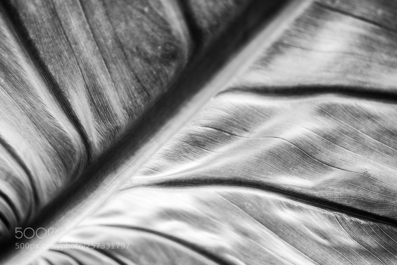 Sony a7 III sample photo. Leaf 1 photography