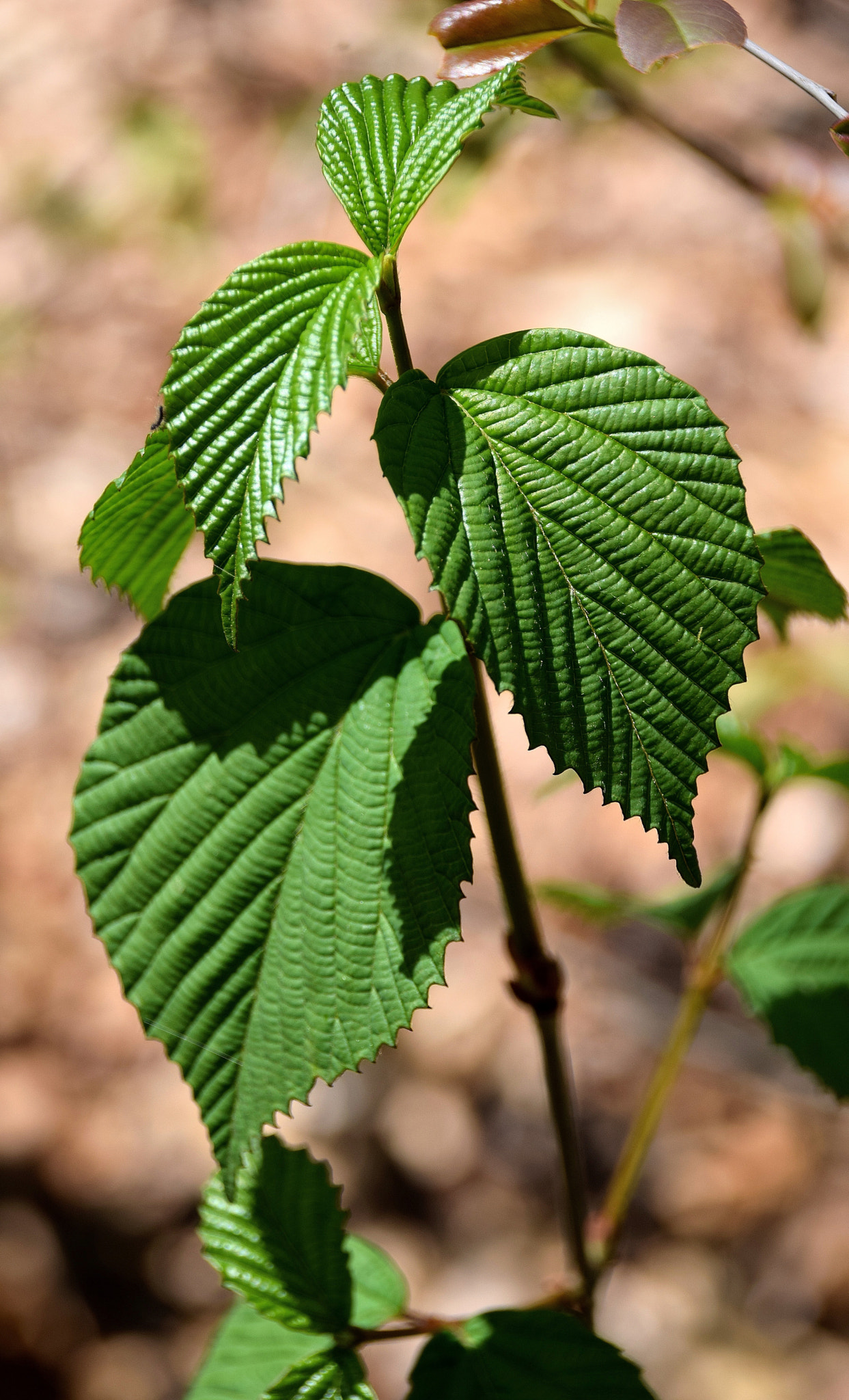 Sigma 18-250mm F3.5-6.3 DC Macro OS HSM sample photo. The geometry of leaves photography