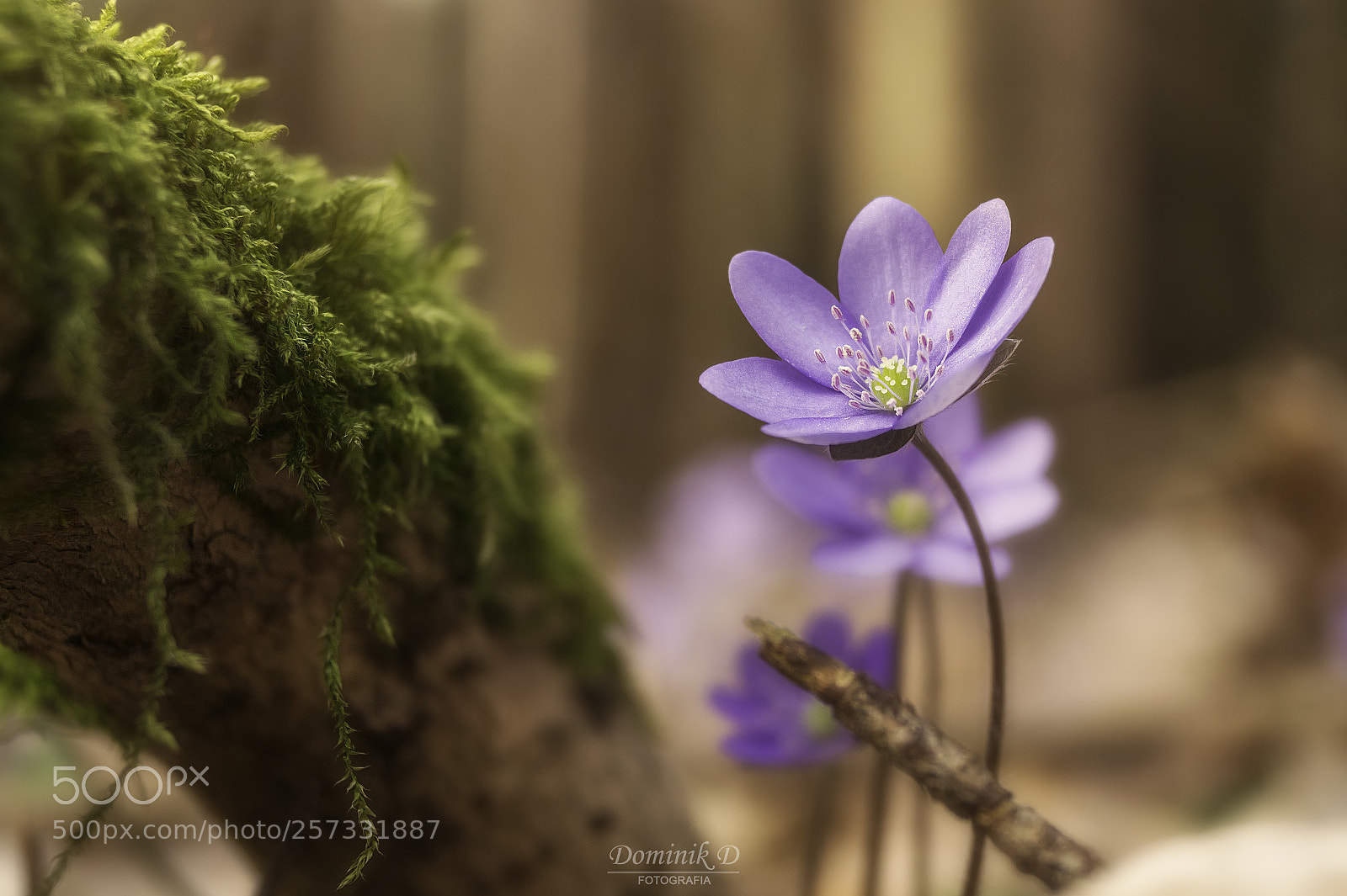 Sony SLT-A58 sample photo. Hepatica nobilis photography