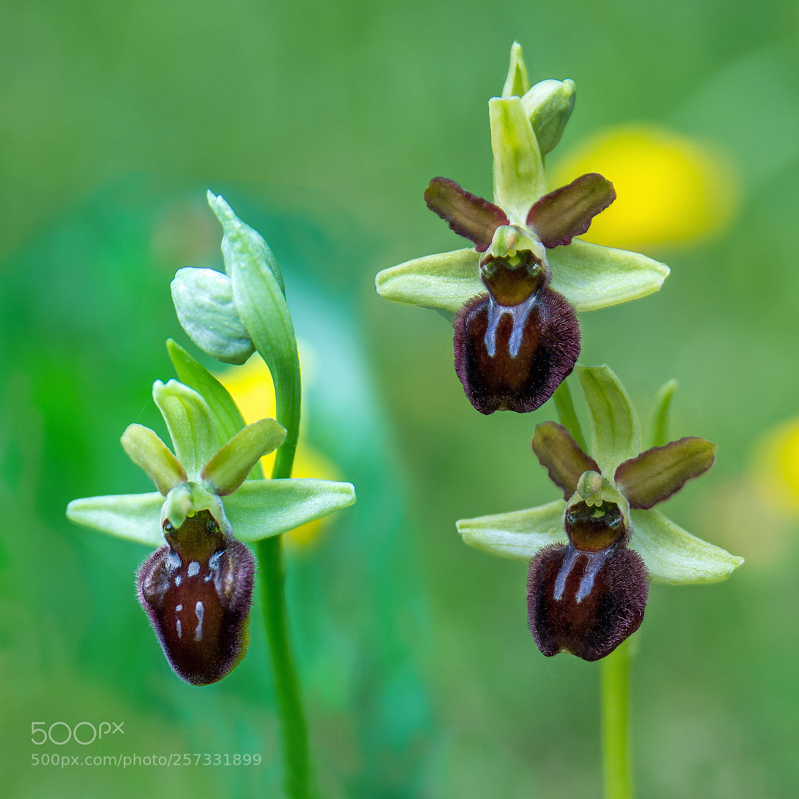 Nikon D7100 sample photo. Orchis sphegodes photography