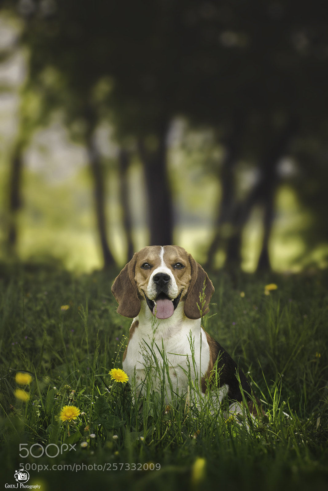 Nikon D800 sample photo. Dog in the forest photography