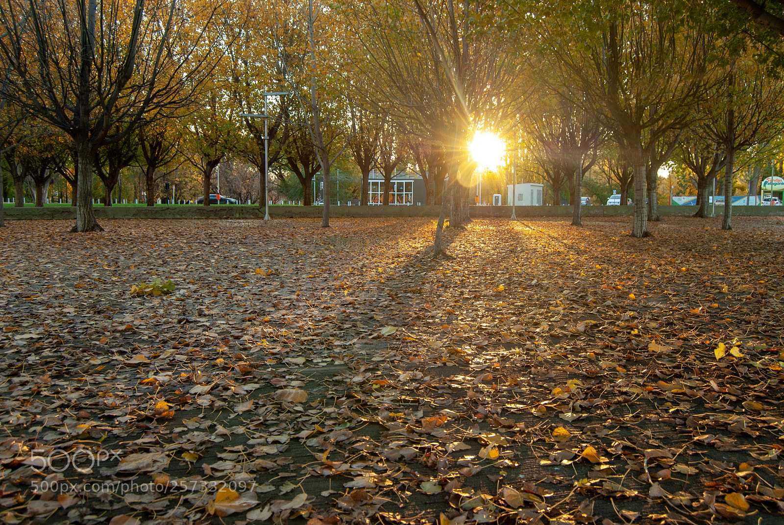 Nikon D3000 sample photo. Sol de otoño photography