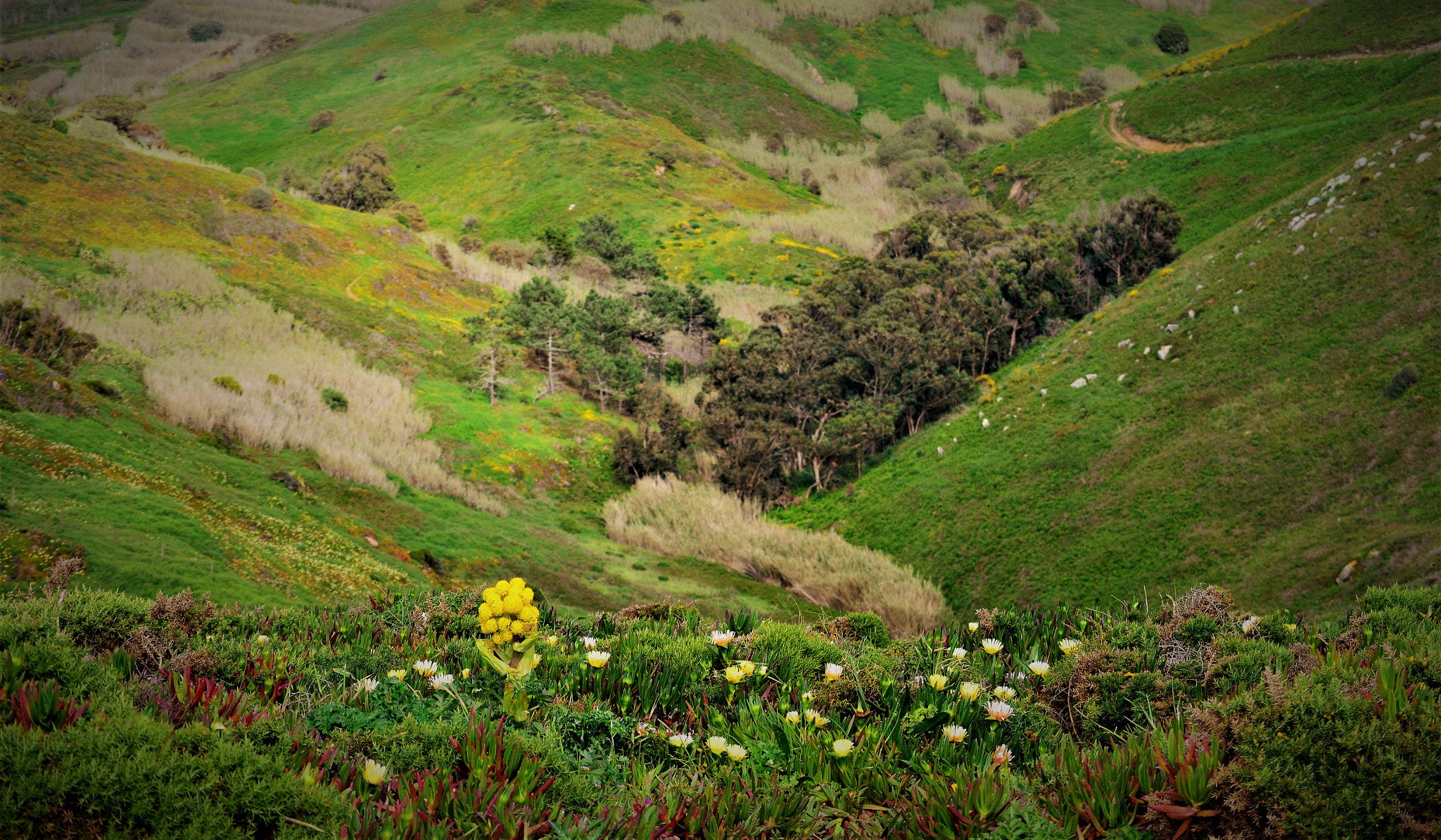 Nikon D5100 sample photo. Vale verde photography