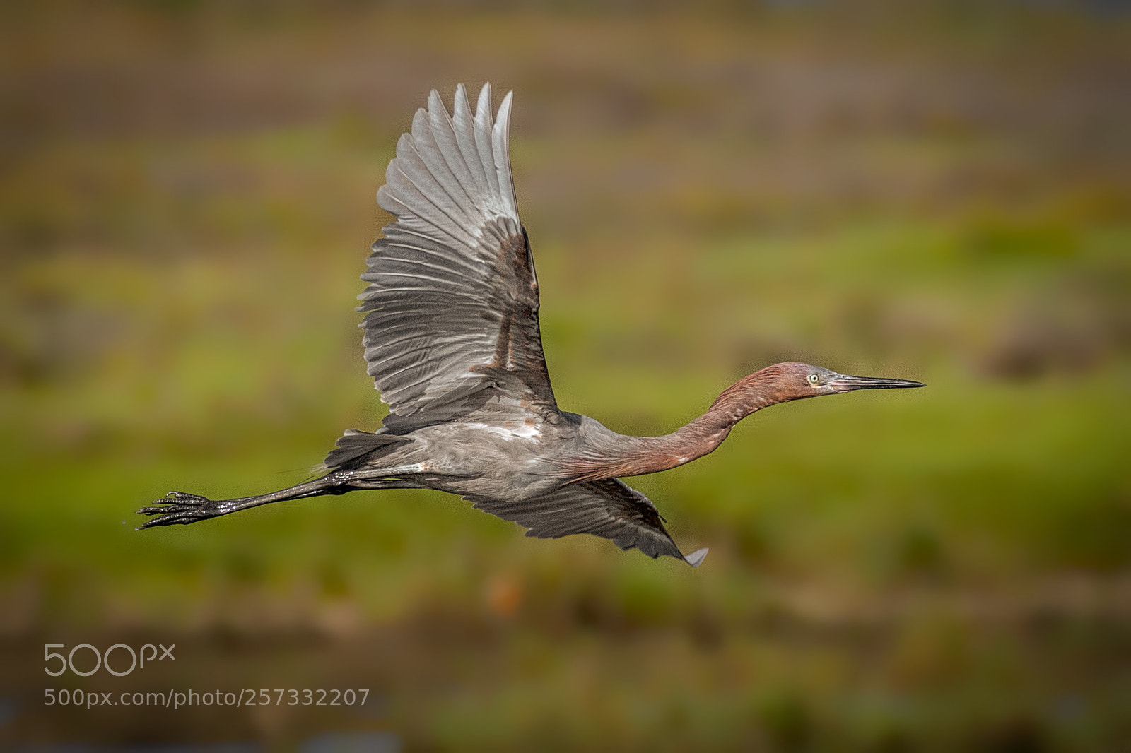 Canon EOS 7D Mark II sample photo. Juvenile reddish egret flyby photography