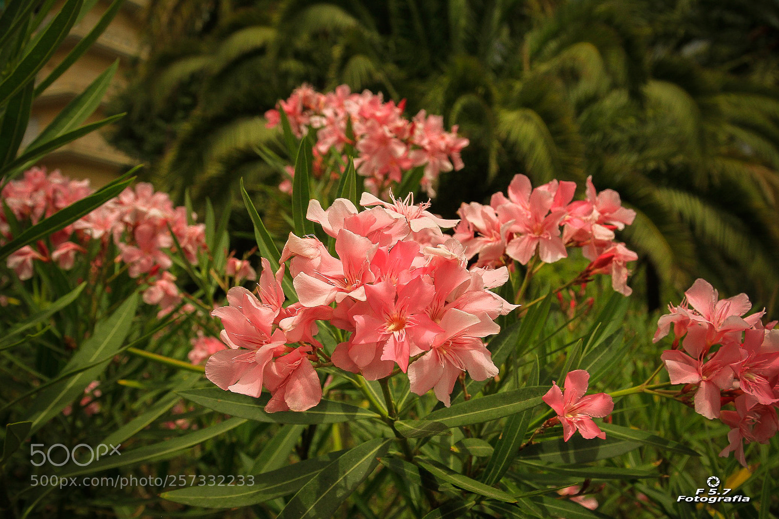 Canon EOS 7D sample photo. Flores de barcelona photography