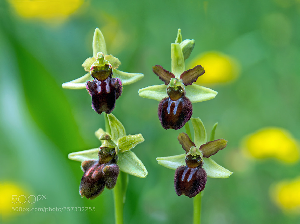 Nikon D7100 sample photo. Orchis sphegodes photography