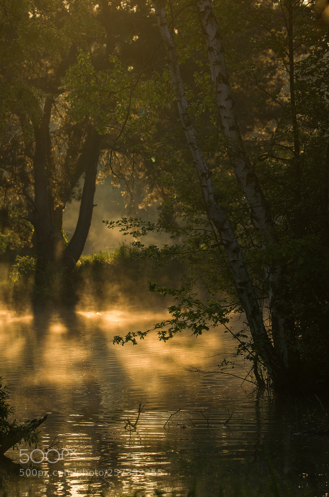 Nikon D5100 sample photo. A morning at the photography