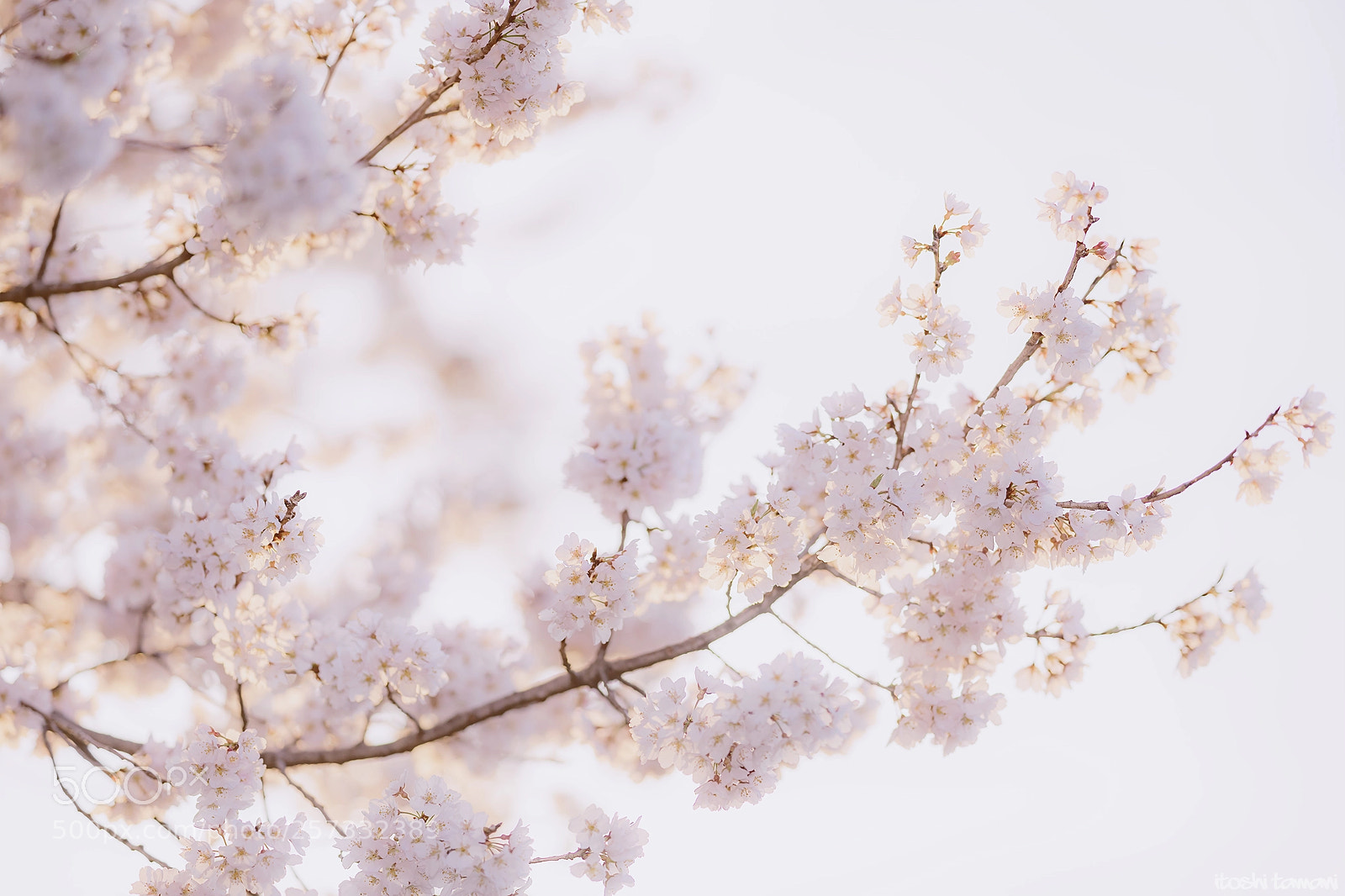 Sony a7 II sample photo. Sakura photography