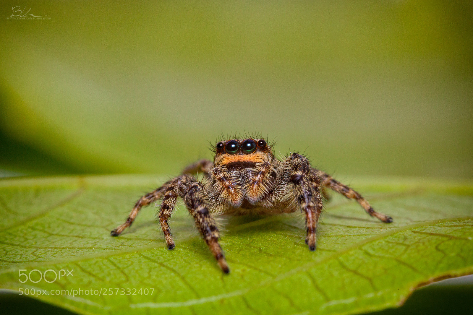 Canon EOS 5D Mark II sample photo. Jumping spider photography