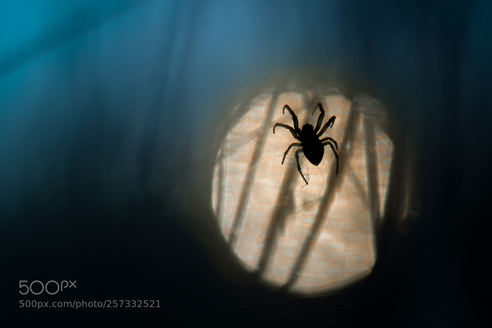 Canon EOS 600D (Rebel EOS T3i / EOS Kiss X5) sample photo. Spider photography