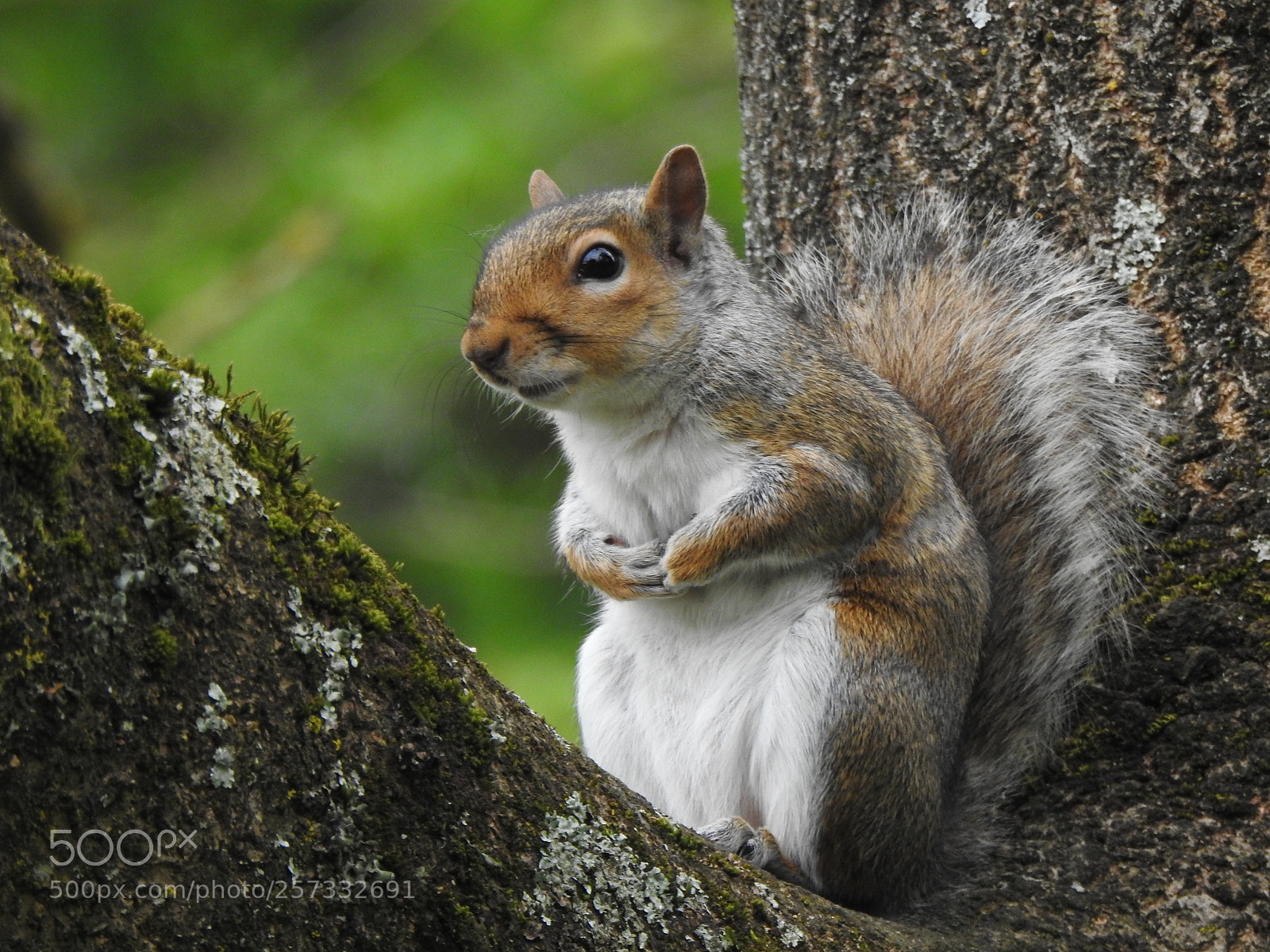 Nikon Coolpix P900 sample photo. Squirrel - not so photography