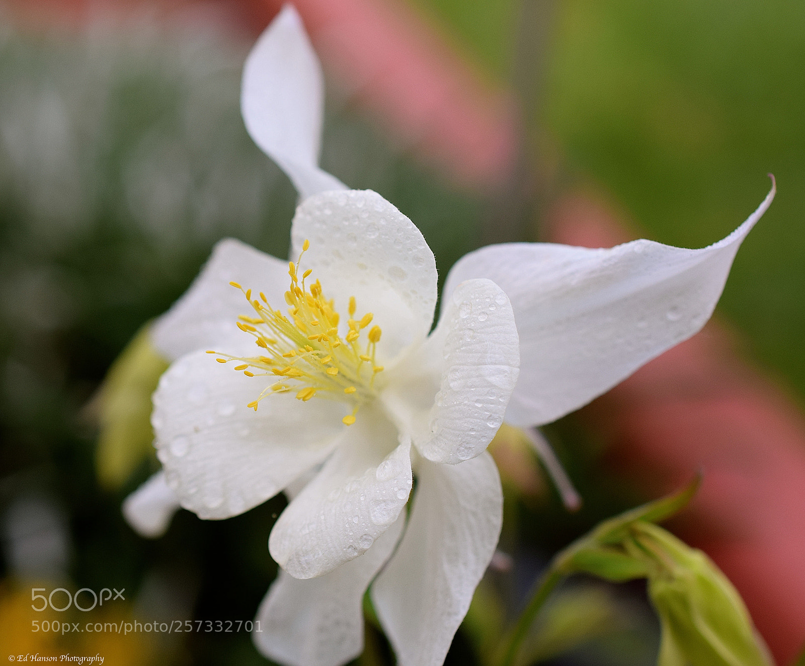 Nikon D3300 sample photo. Columbine center photography